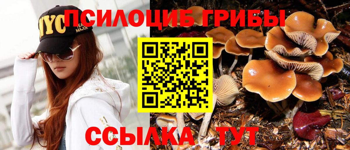 Галлюциногенные грибы Psilocybe Таганрог